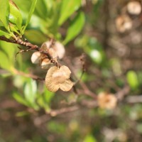 Dodonaea viscosa Jacq.